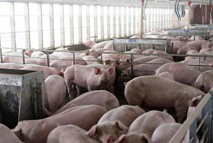 非洲猪瘟蔓延,猪肉身价暴涨,那些没中招的养殖户暴富了吗