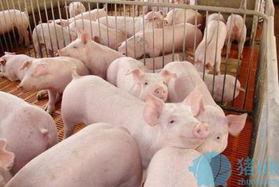 生猪养殖行业全产业链--未来生猪行业的发展趋势
