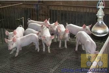 甘肃生猪价格有望步入新一轮上升期 生猪价格-食品商务网资讯