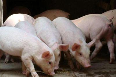 “肉价起飞”秒进“亏损周期” 生猪养殖如何应对大起与大落