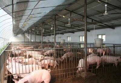 非洲猪瘟发生后,养殖场内的生猪全部扑杀,那为啥疫情还蔓延?