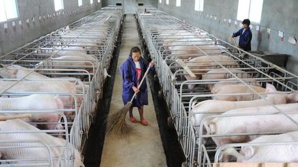 五部委联合发布:2021年7月份规模养殖生猪每头净利润亏527元